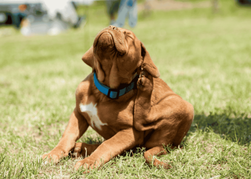 Smarter Flea Prevention Strategies for a Healthier, Pest-Free Home